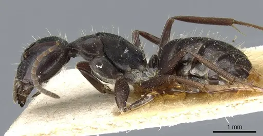 Camponotus punctulatus - CASENT0905214