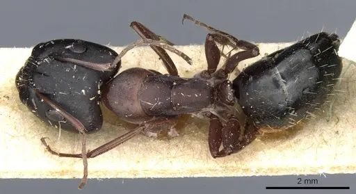 Camponotus punctulatus - CASENT0905215