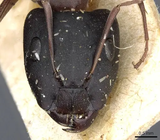 Camponotus punctulatus - CASENT0905215