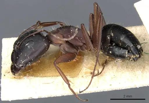 Camponotus punctulatus - CASENT0905215