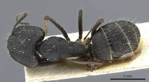 Camponotus punctulatus - CASENT0905216