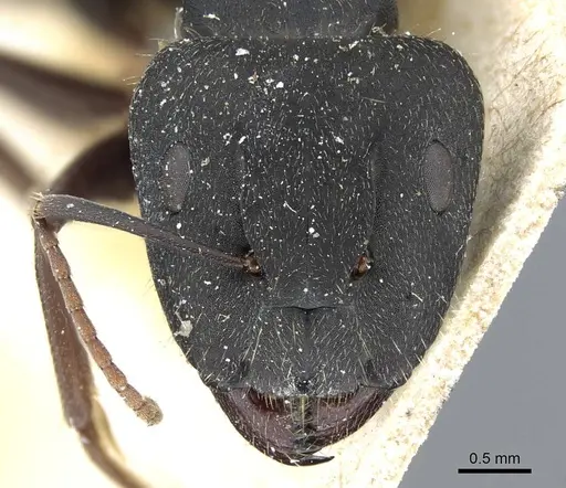 Camponotus punctulatus - CASENT0905216