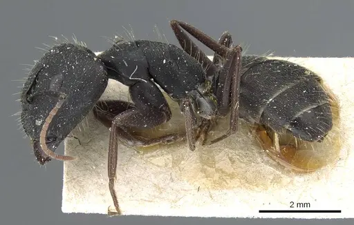 Camponotus punctulatus - CASENT0905216