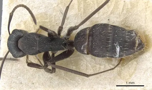 Camponotus punctulatus - CASENT0905217