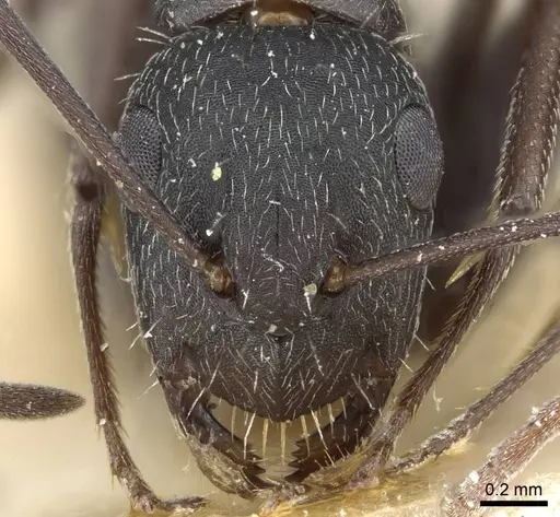 Camponotus punctulatus - CASENT0905217