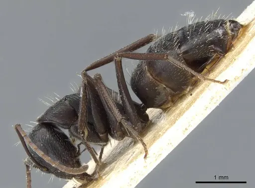 Camponotus punctulatus - CASENT0905217