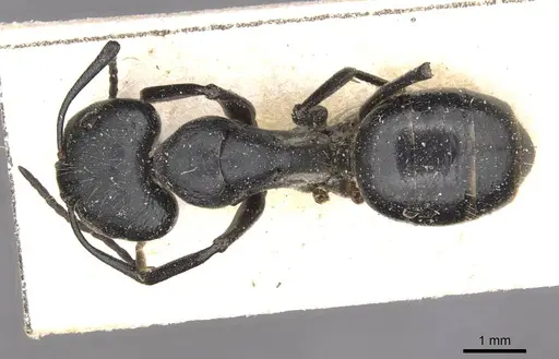 Camponotus punctulatus - CASENT0909966