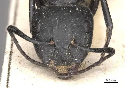 Camponotus punctulatus - CASENT0909966