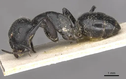 Camponotus punctulatus - CASENT0909966