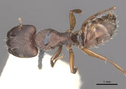 Camponotus punctulatus - CASENT0909967