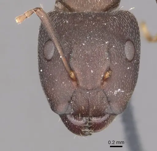 Camponotus punctulatus - CASENT0909967