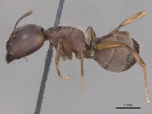 Camponotus punctulatus - CASENT0909967