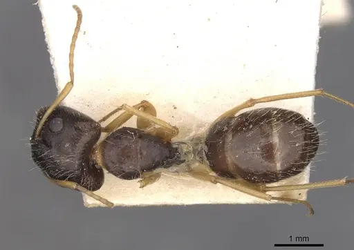 Camponotus punctulatus - CASENT0909969