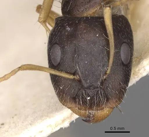 Camponotus punctulatus - CASENT0909969