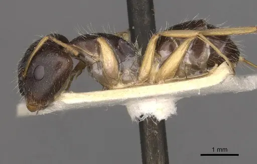 Camponotus punctulatus - CASENT0909969