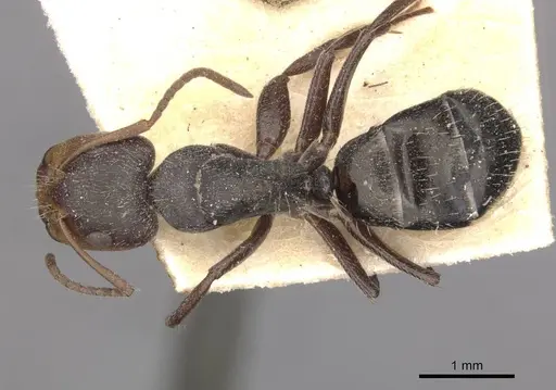 Camponotus punctulatus - CASENT0909970