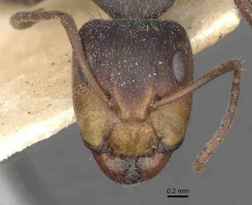 Camponotus punctulatus - CASENT0909970