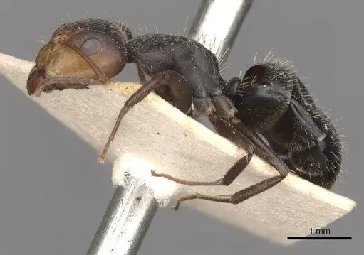 Camponotus punctulatus - CASENT0909970