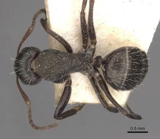 Camponotus punctulatus - CASENT0909971