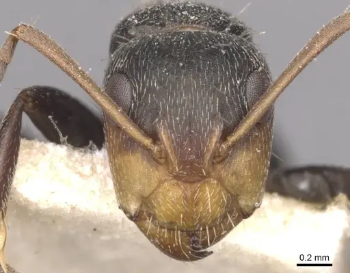 Camponotus punctulatus - CASENT0909971