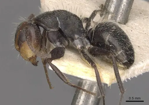 Camponotus punctulatus - CASENT0909971