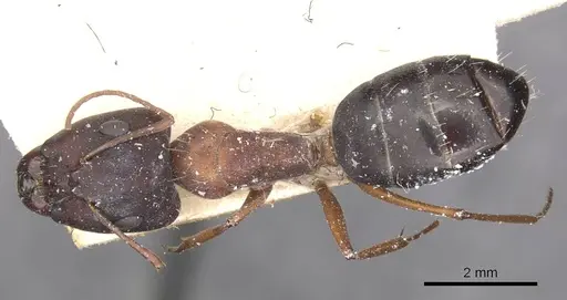 Camponotus punctulatus - CASENT0909972