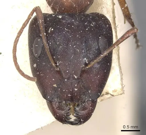 Camponotus punctulatus - CASENT0909972