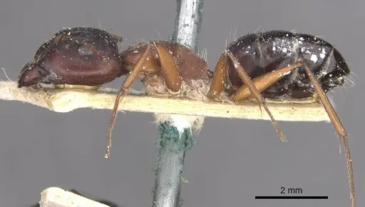 Camponotus punctulatus - CASENT0909972