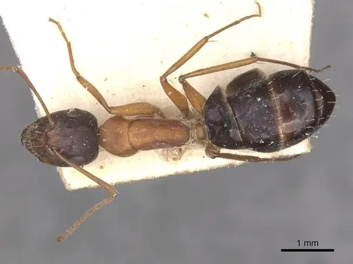 Camponotus punctulatus - CASENT0909973