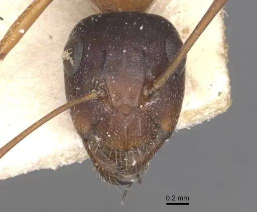 Camponotus punctulatus - CASENT0909973