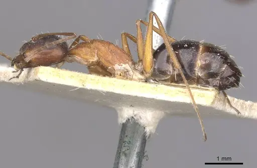 Camponotus punctulatus - CASENT0909973