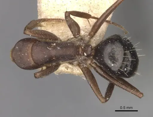 Camponotus punctulatus - CASENT0909974