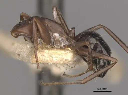 Camponotus punctulatus - CASENT0909974