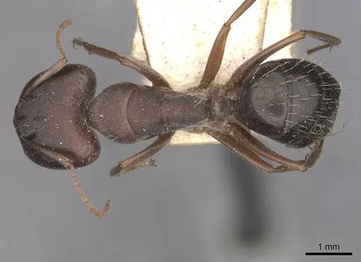 Camponotus punctulatus - CASENT0909975