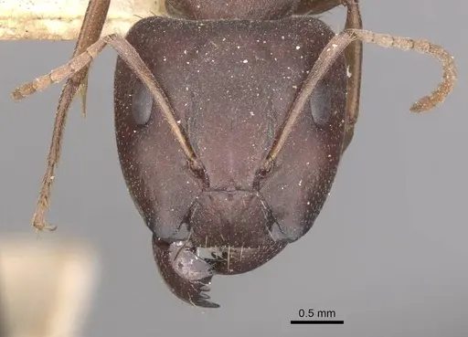 Camponotus punctulatus - CASENT0909975