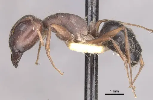 Camponotus punctulatus - CASENT0909975