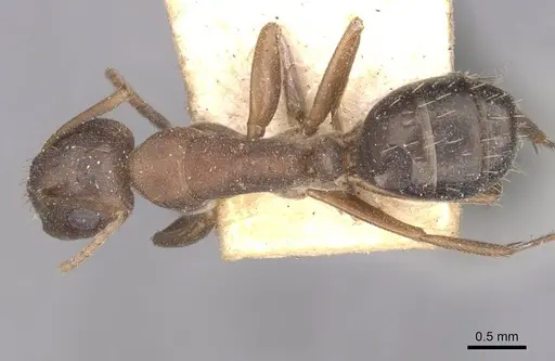 Camponotus punctulatus - CASENT0909976