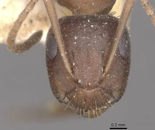 Camponotus punctulatus - CASENT0909976