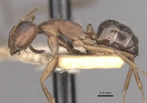 Camponotus punctulatus - CASENT0909976