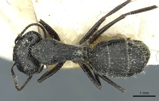 Camponotus punctulatus - CASENT0912018