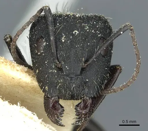 Camponotus punctulatus - CASENT0912018