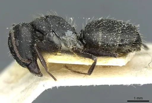 Camponotus punctulatus - CASENT0912018