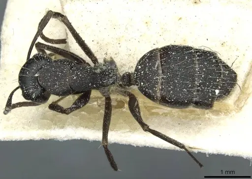 Camponotus punctulatus - CASENT0912019