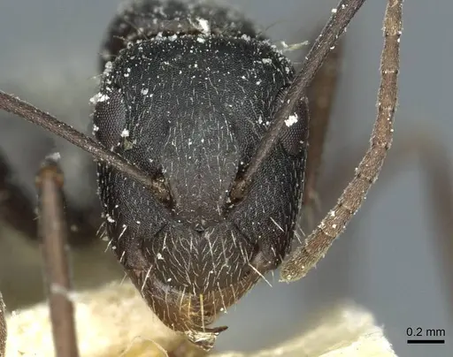 Camponotus punctulatus - CASENT0912019