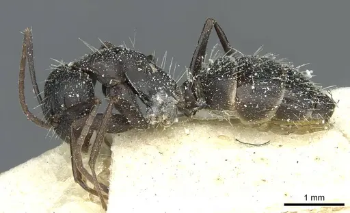 Camponotus punctulatus - CASENT0912019