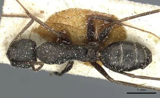 Camponotus punctulatus - CASENT0912020