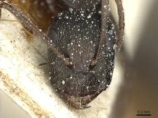 Camponotus punctulatus - CASENT0912020