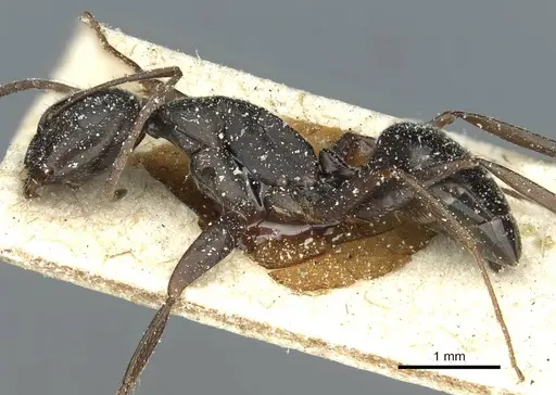 Camponotus punctulatus - CASENT0912020