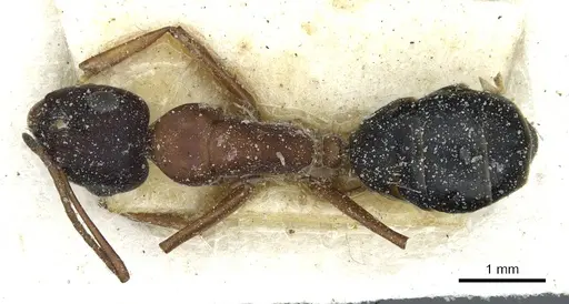 Camponotus punctulatus - CASENT0912021