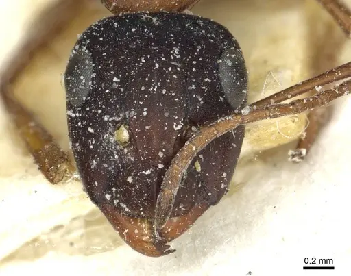 Camponotus punctulatus - CASENT0912021